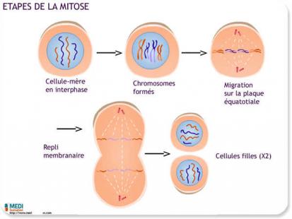 cours ifsi la cellule - Les étapes de la mitose