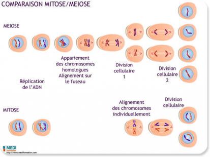 cours ifsi la cellule - Comparaison mitose/méiose